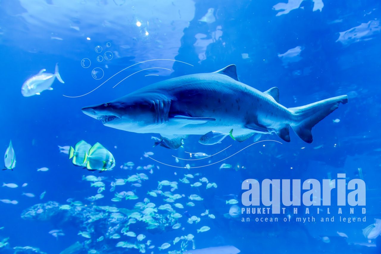 Aquaria Phuket